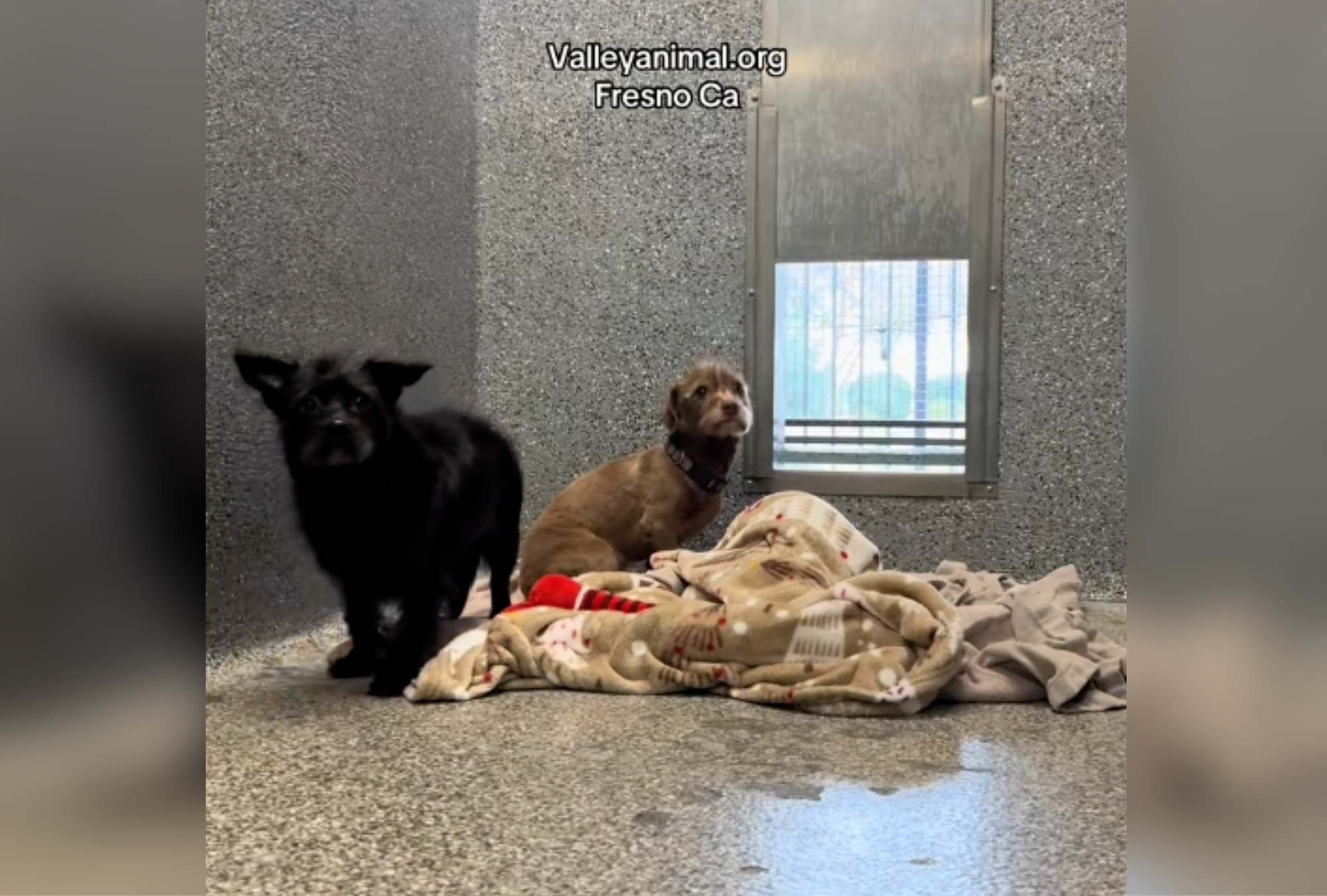 Dog Duo Saved From Hoarding Case, Hearts Break Over Update Months Later