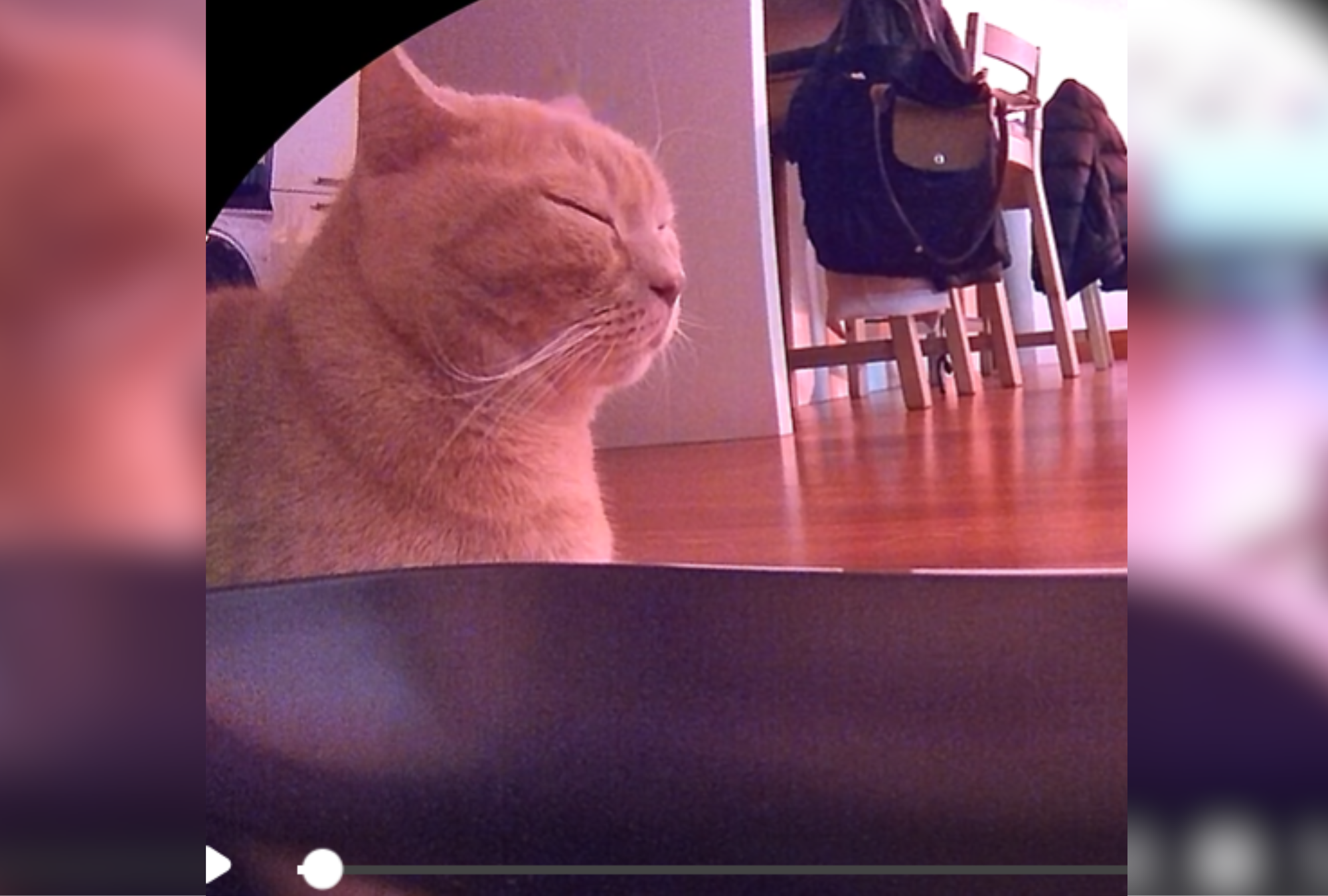 Owner Puts Cat on Diet—Then Petcam Shows What He's Secretly Doing