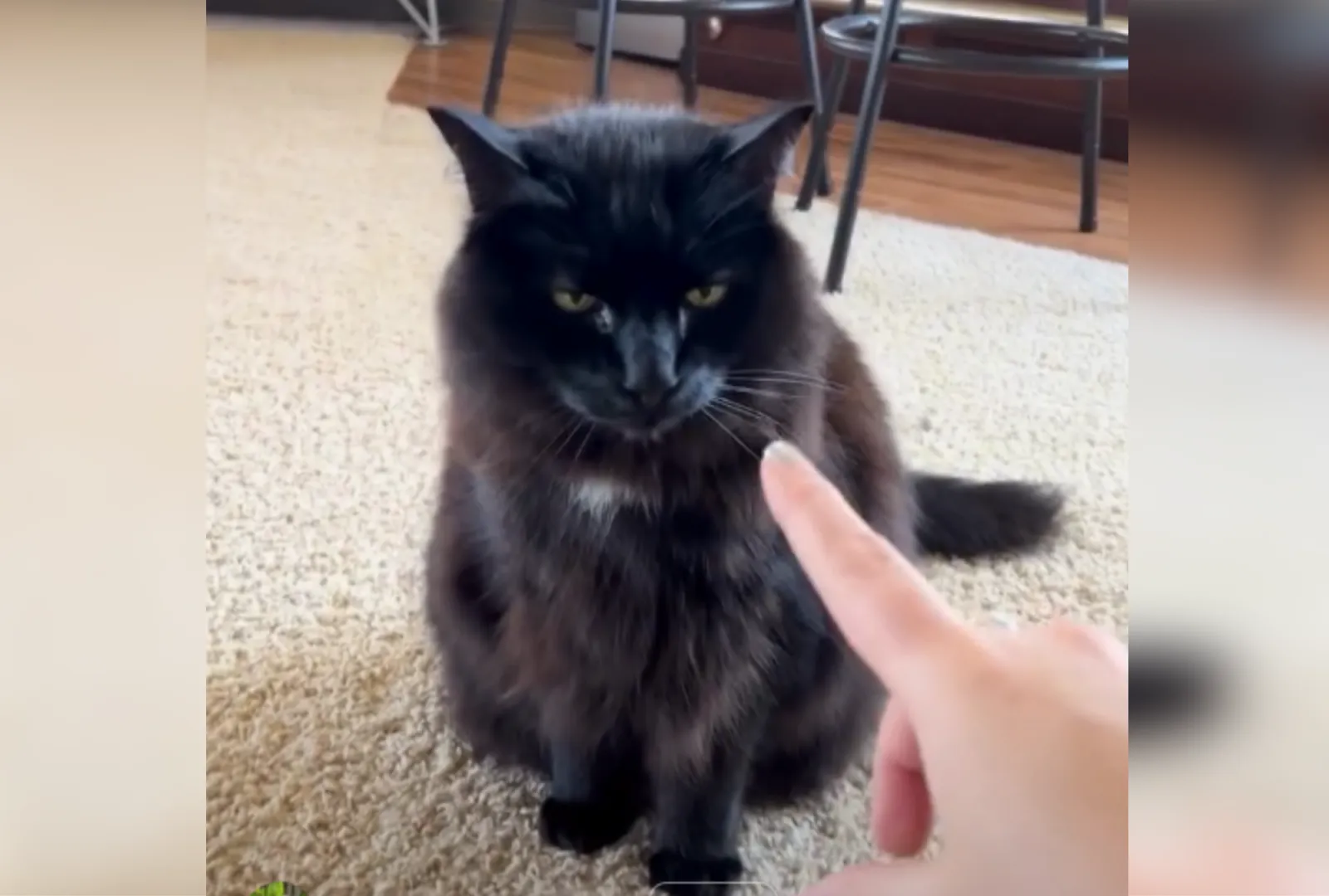 A screenshot of the viral video shows the poster trying to pet her cat before her other kitty intercepts what's happening.