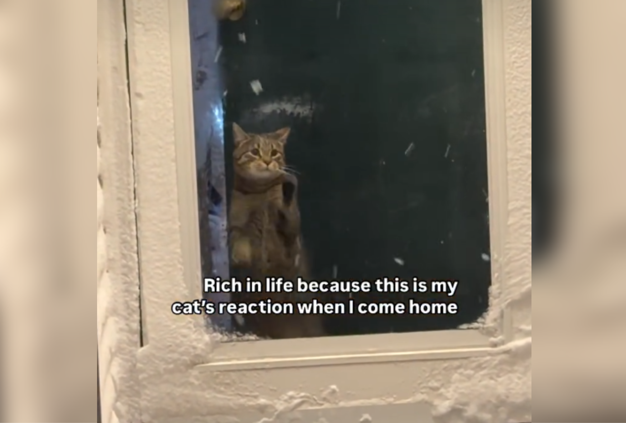 Owner Returns Home, Sees Cat Waiting at Door—Response Melts Hearts