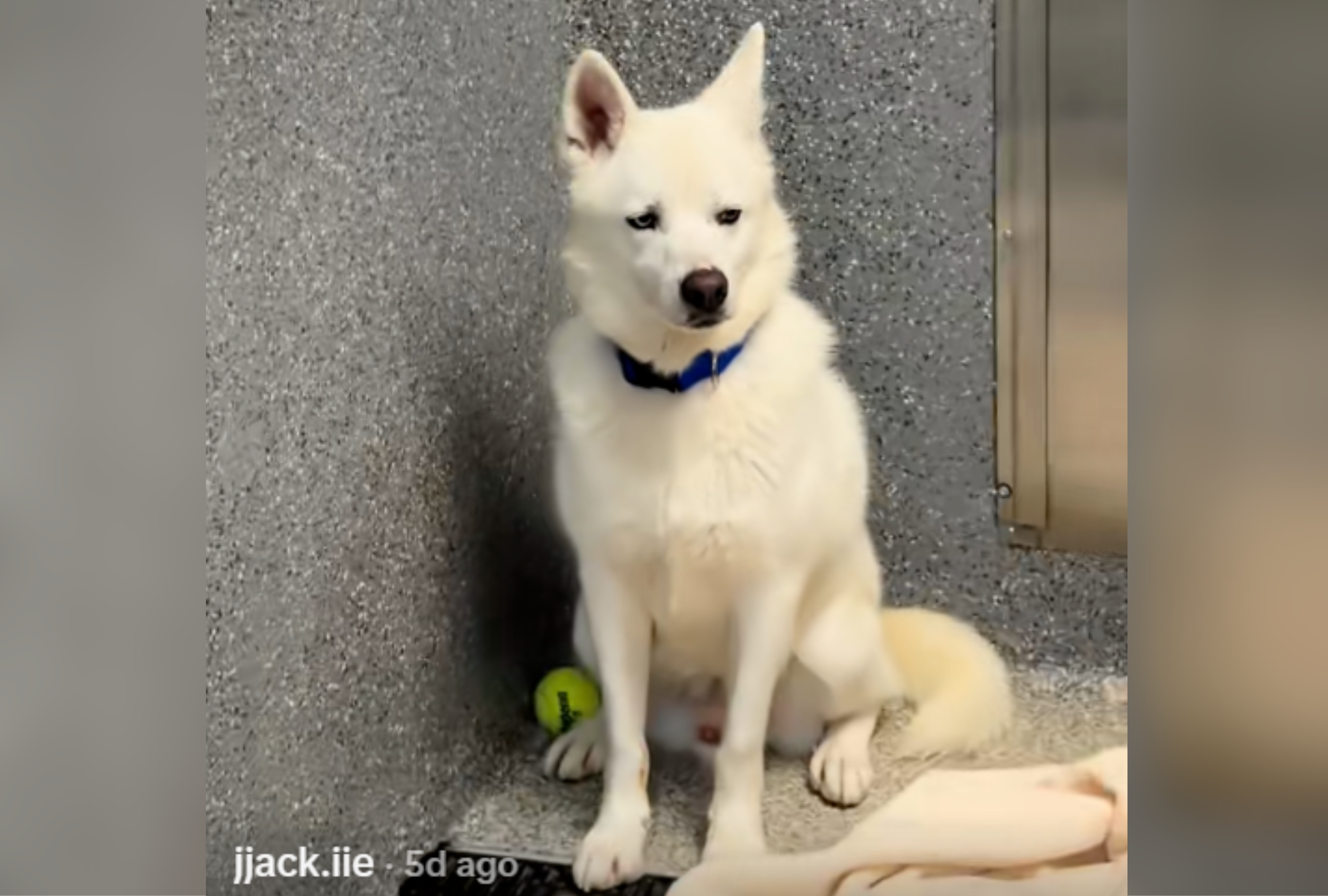 Tears As Dog Who Has Been in Shelter Since '8 Weeks Old' Still Waiting