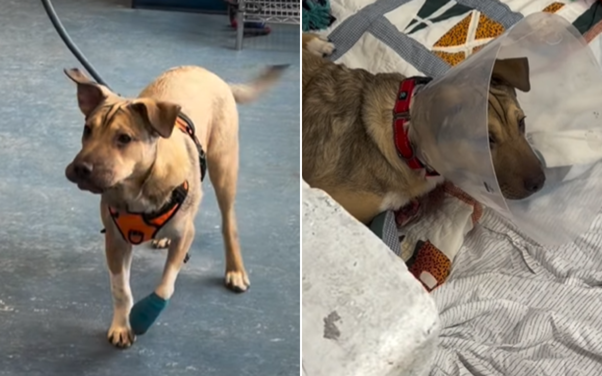 Puppy Surrendered To Shelter Limping Badly—Then Vets Amputate His Leg
