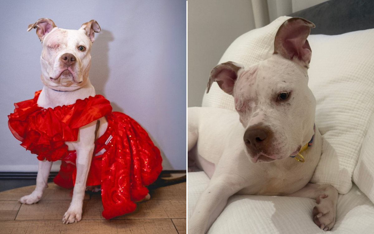 Shelter Dog Went Months Ignored After Losing An Eye—Then Everything Changed