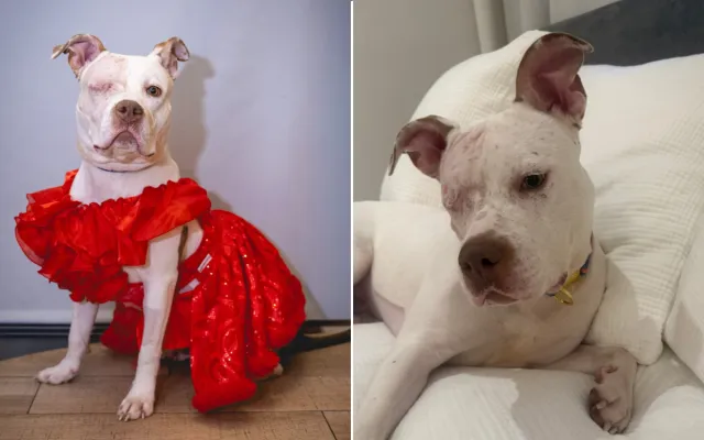 Misty Skye the one-eyed dog.