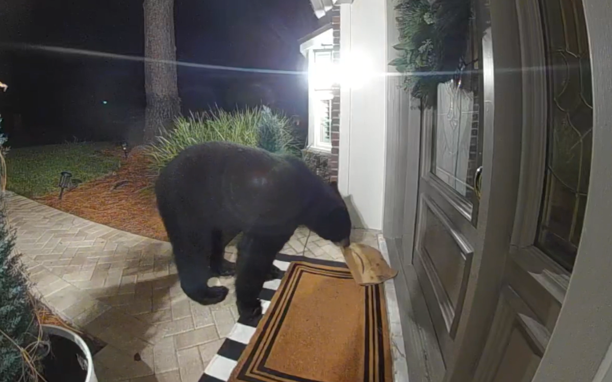 Amazon Package Stolen From Porch—No One Expects Culprit Caught On Ring Cam