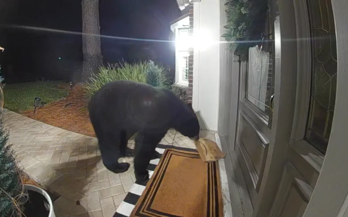 A bear on the doorstep.