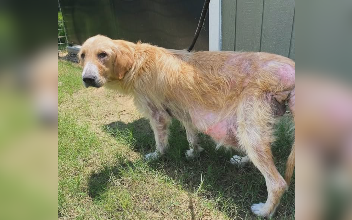 Rescue Dog Has Tail Removed, Owner Still Found Way To Make Her Feel ...