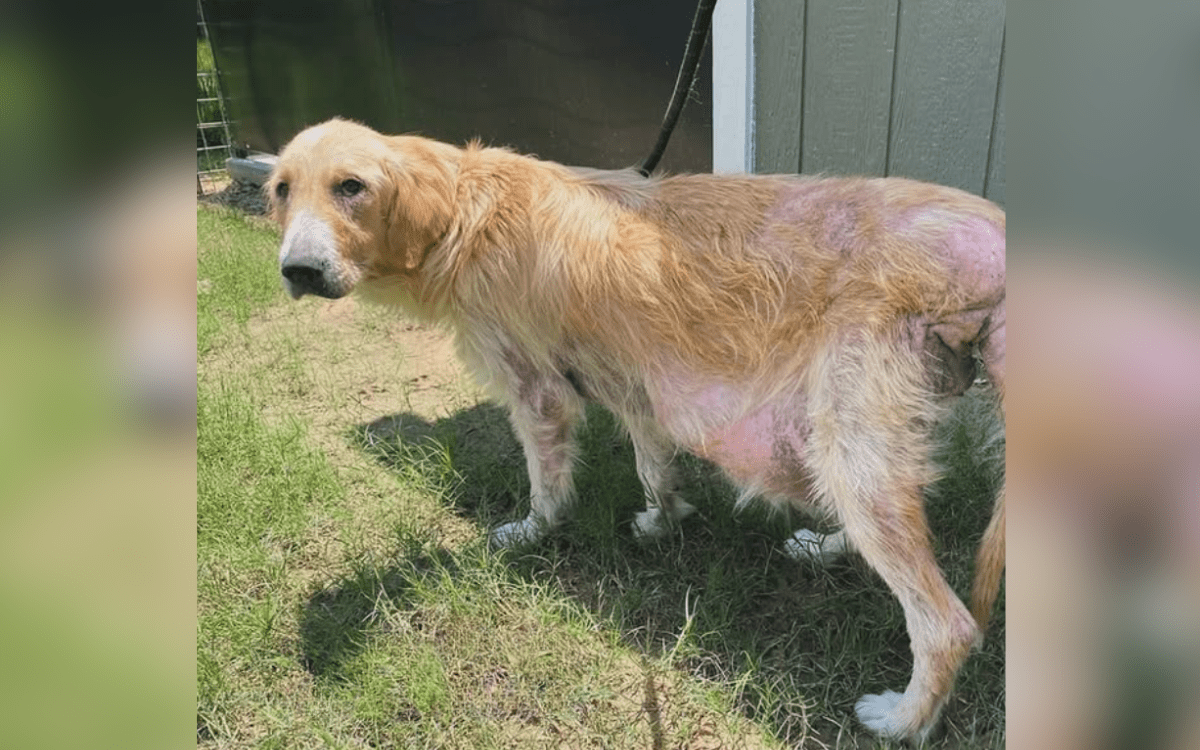 Rescue dog has tail removed, owner still found way to make her feel special