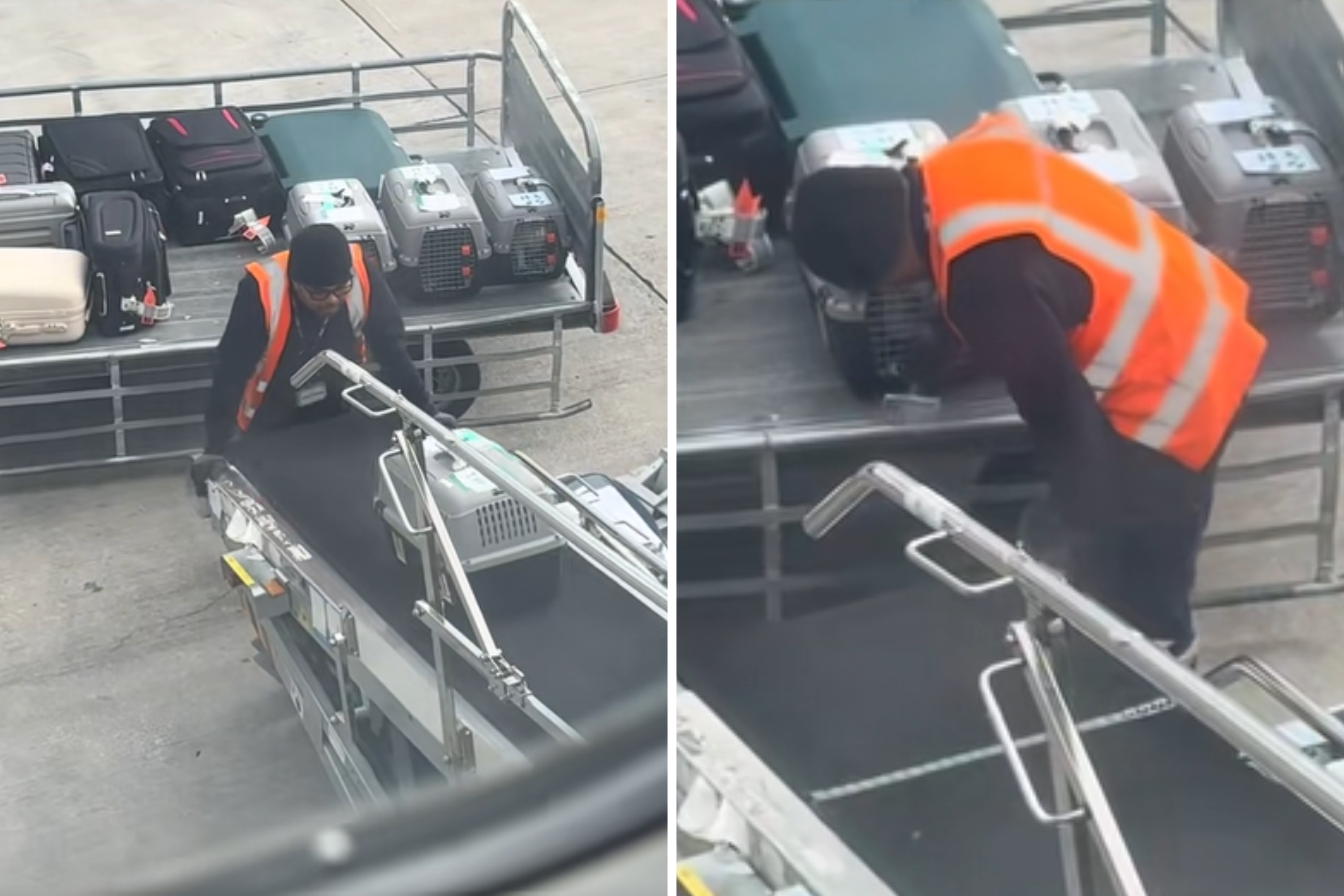 Rescuer Forced To Fly Cats in Cargo—Tears As She Sees How Staff Treats Them