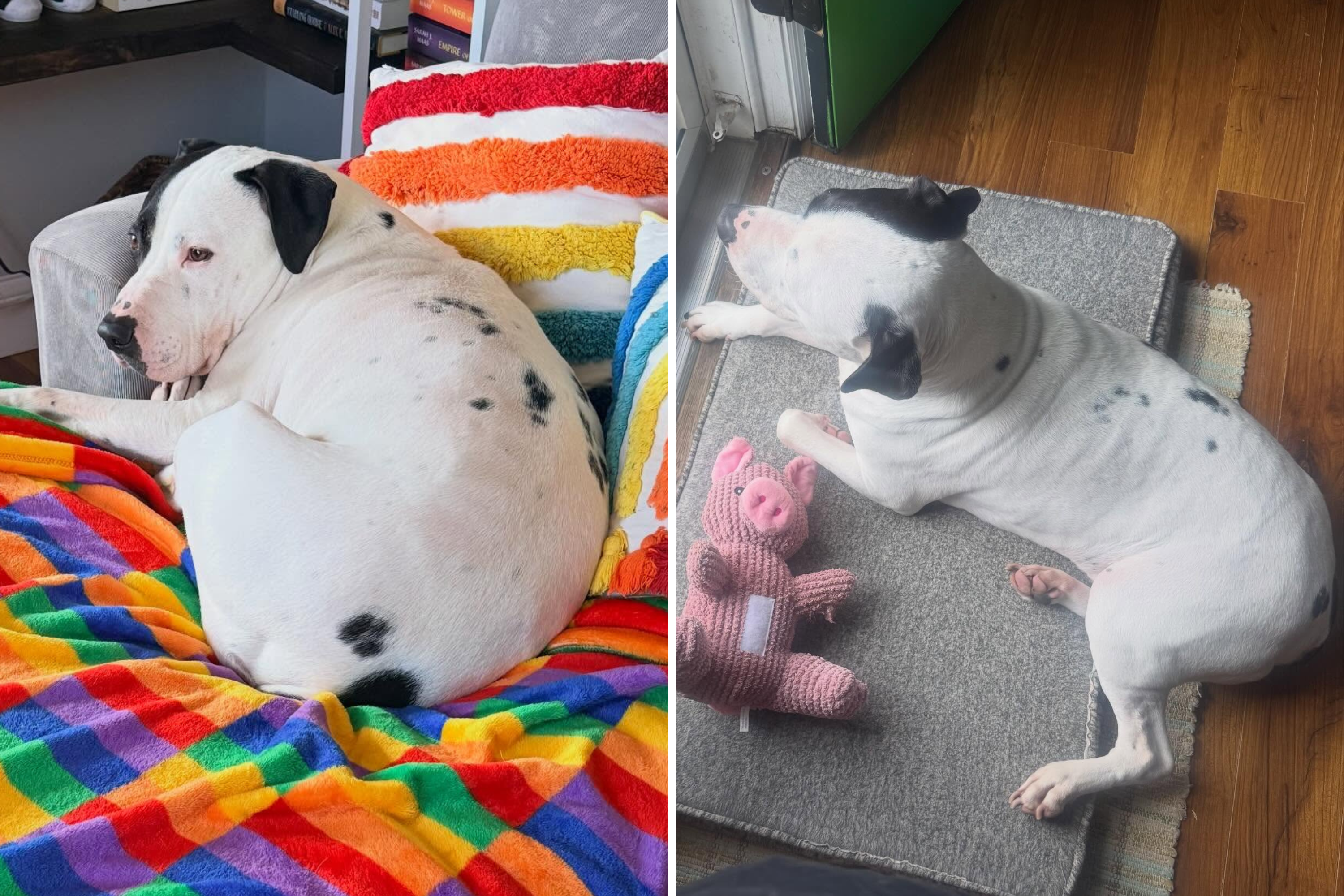 Dog Triggers Notification From Security Cam—No One Expecting What It Says