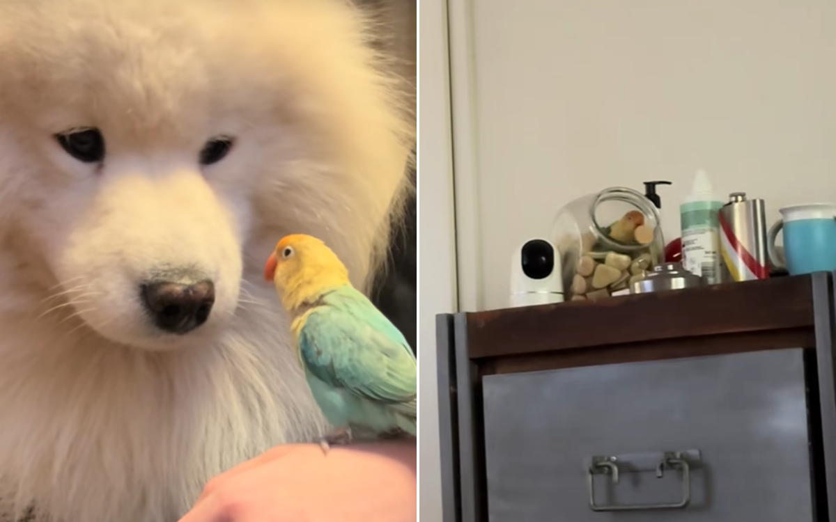 Shock As Woman Discovers What Bird Has Secretly Been Doing To Her Dog