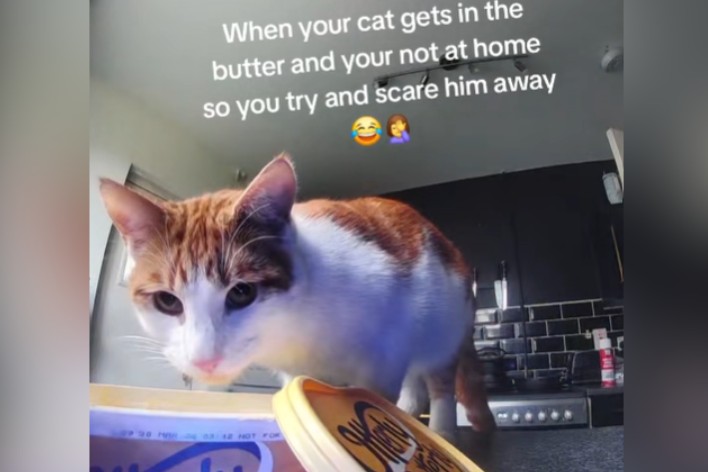 Owner Spots What Cat Is Doing on Kitchen Pet Cam—Hysterics at Her Response