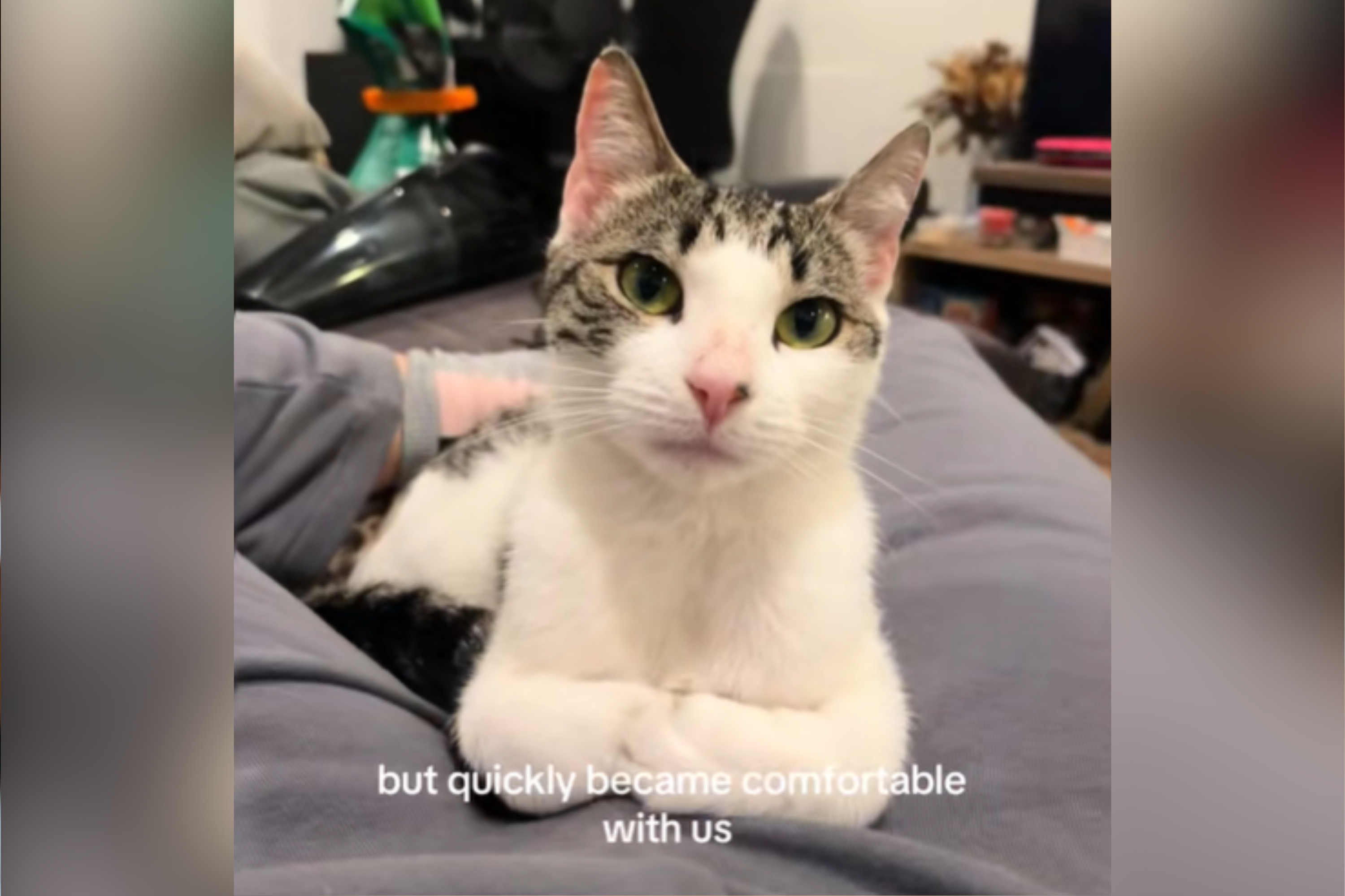 Family Rescue ‘Starving’ Stray Cat—Weeks Later They Notice Something Odd