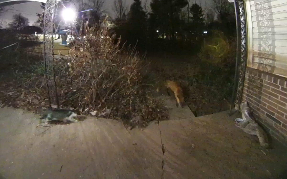 newsweek.com - Jack Beresford - Cat squares up to fox in fight over food-there's only one winner