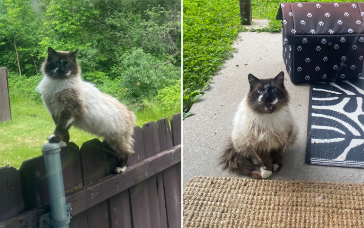 Woman Finally Befriends Stray Cat—Microchip Reveals What Previous Owner did