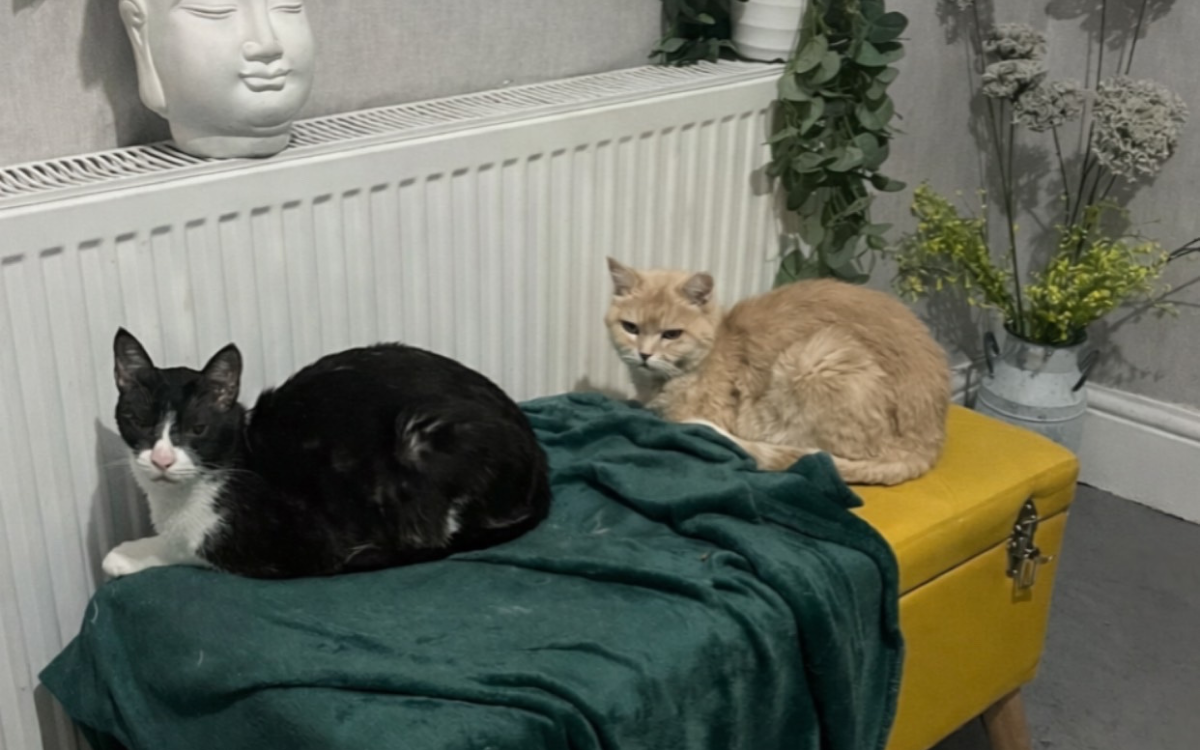 Woman Saw Ad for Two 'Overlooked' Senior Rescue Cats—She Had One Question