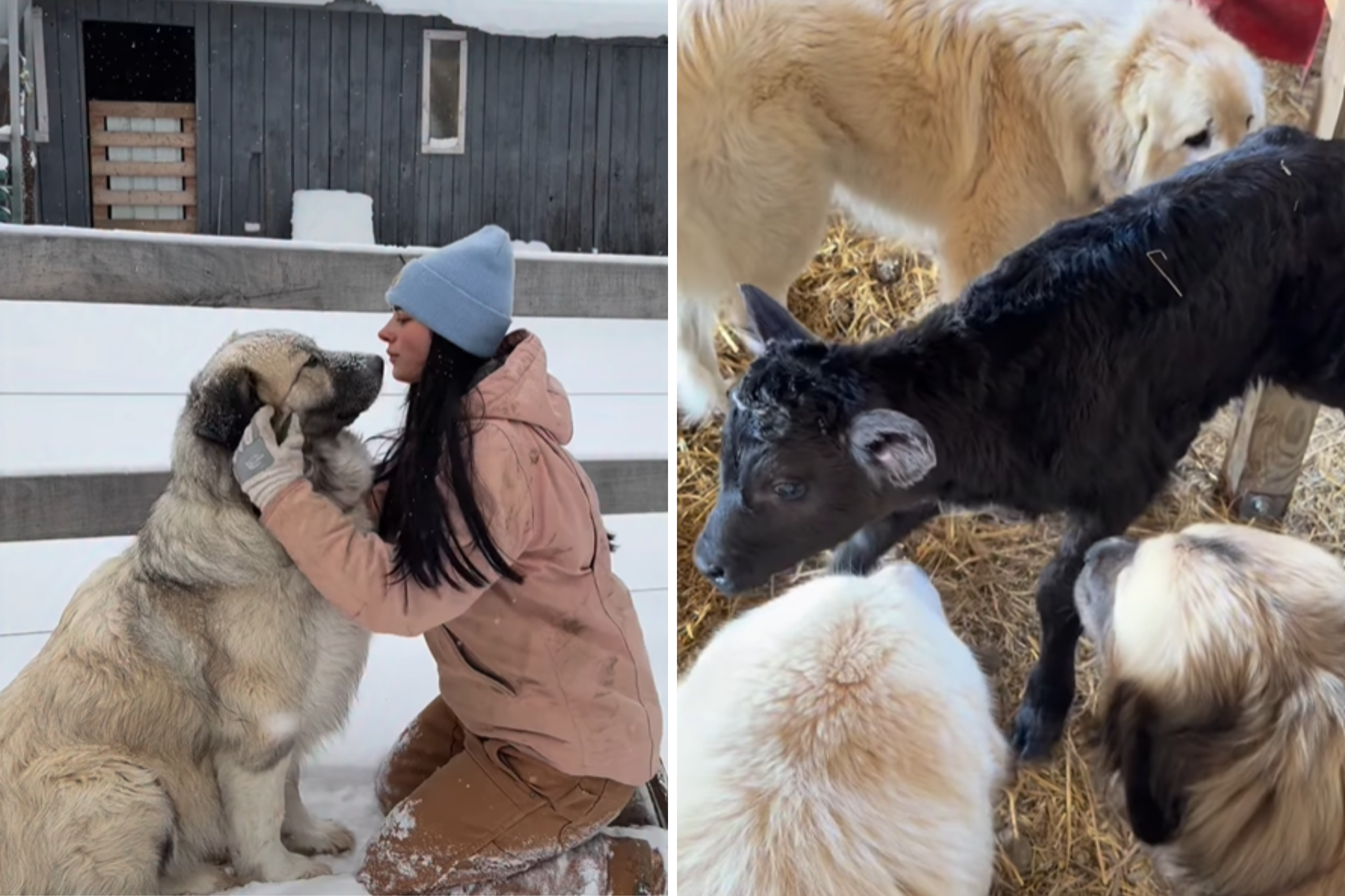 Awe at Way Huge Livestock Guardian Dog ‘Saved a Life’