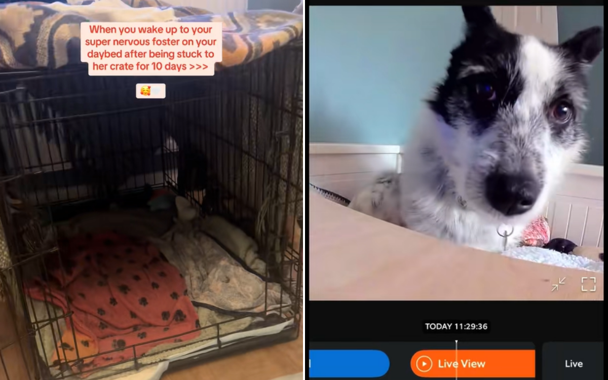 Foster Dog Wouldn’t Leave Crate, 10 Days Later Petcam Captures Breakthrough