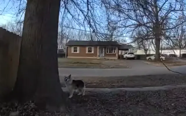 A dog outside a property in Louisville.