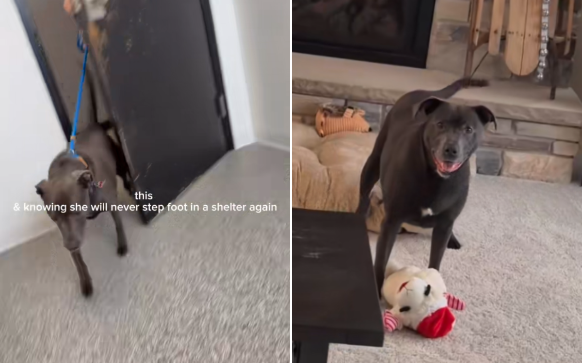 Moment Senior Dog Adopted and Returned 4 Times Realizes She’s Finally Home