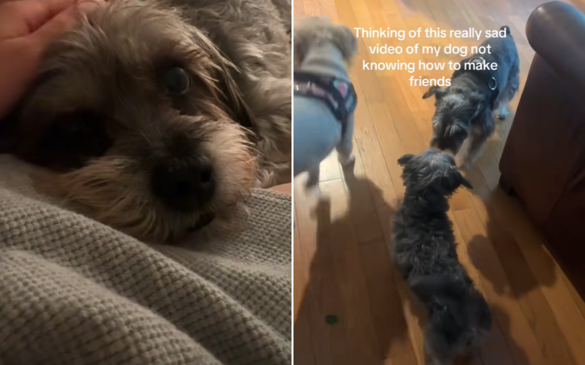 Hearts Break as Rescue Dog Still Doesn't Know 'How To Make Friends'