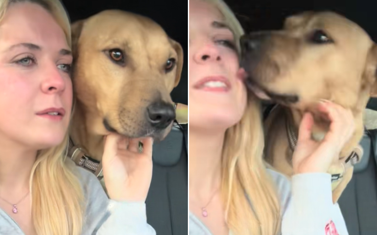 Shelter Dog Comforts Crying Woman–Unaware of What She Is About To Do