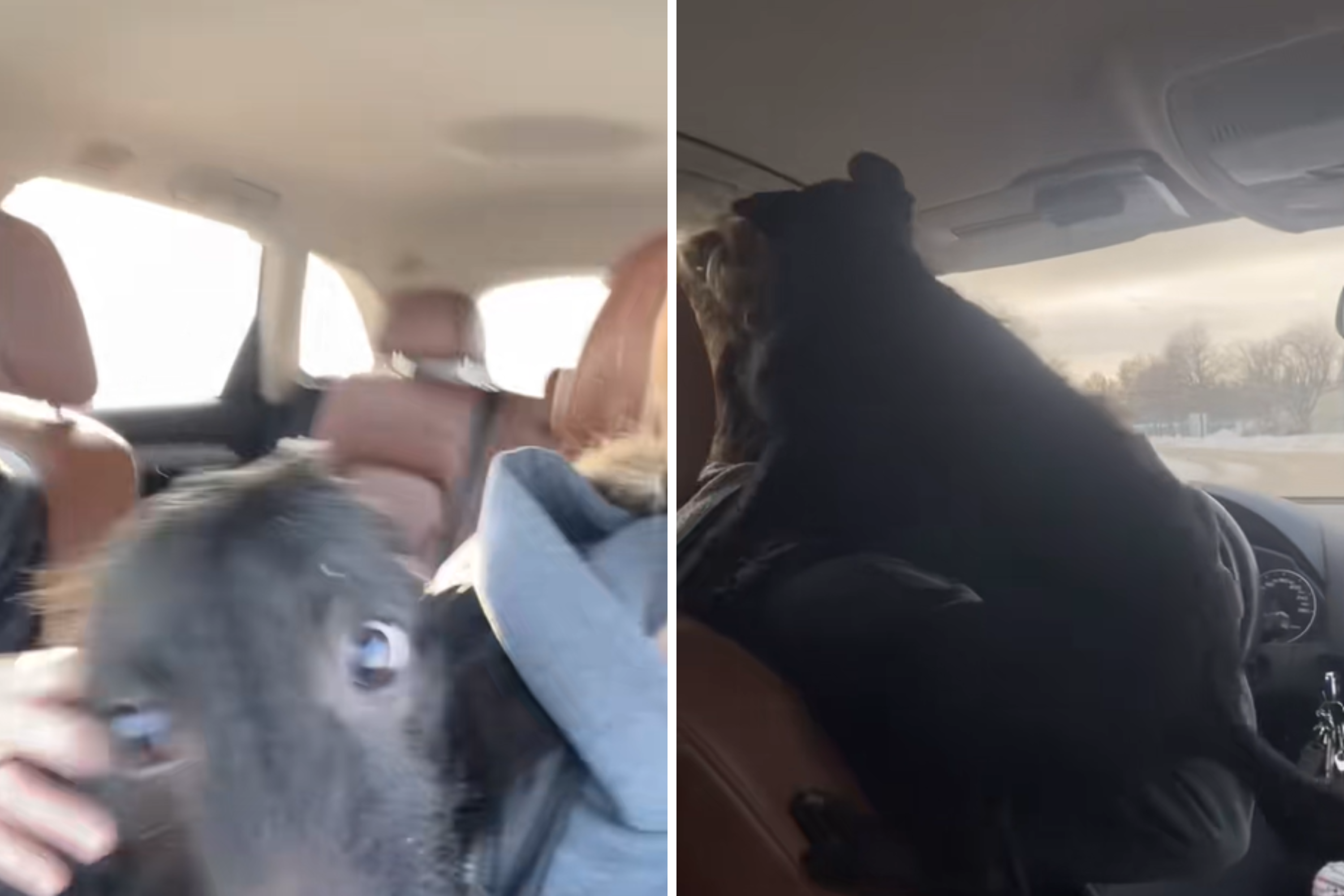 Family Saves Lost Dog in Busy Road—Unprepared for What He Does Once in Car