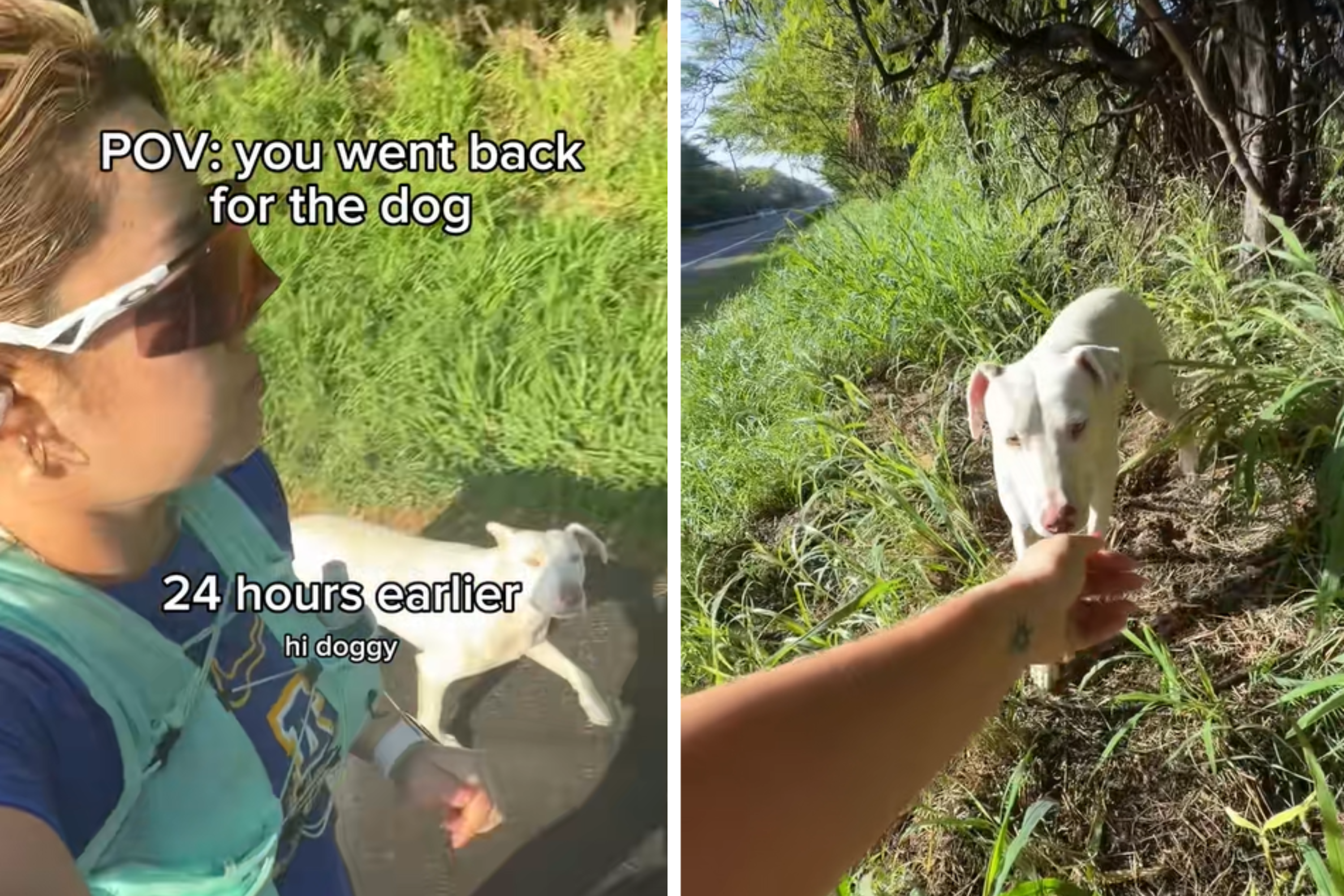 Woman Sees Abandoned Dog on Side of Road—24 Hours Later