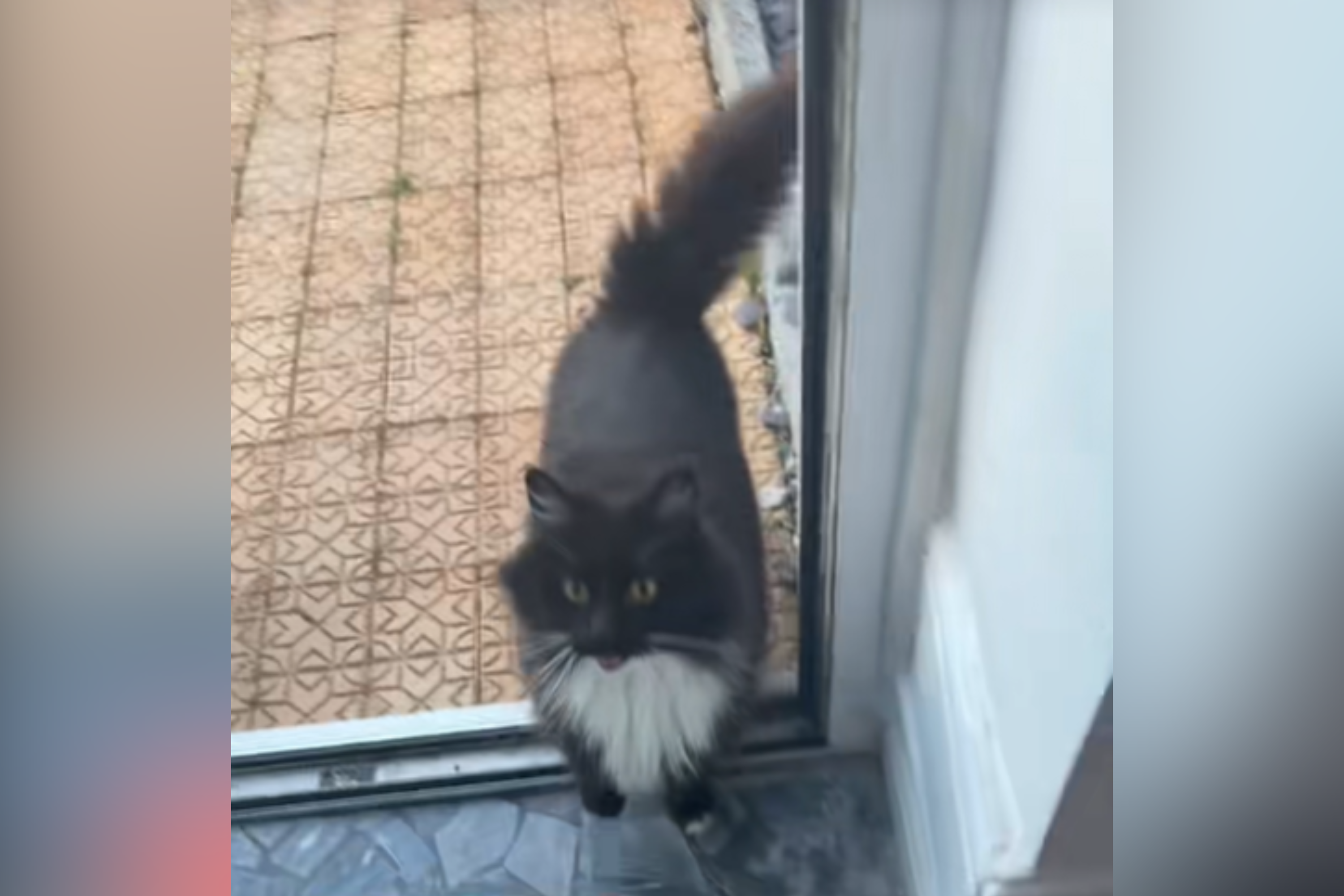 Ex-Cat ‘Moved Out’ 6 Years Ago—Owner Not Expecting Reason They’d Meet Again