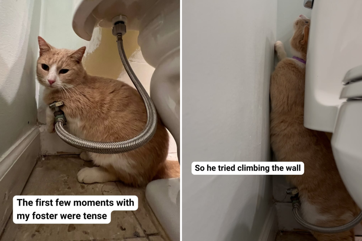 Heartbreak Over What 'Terrified' Foster Cat Does on First Night in New Home