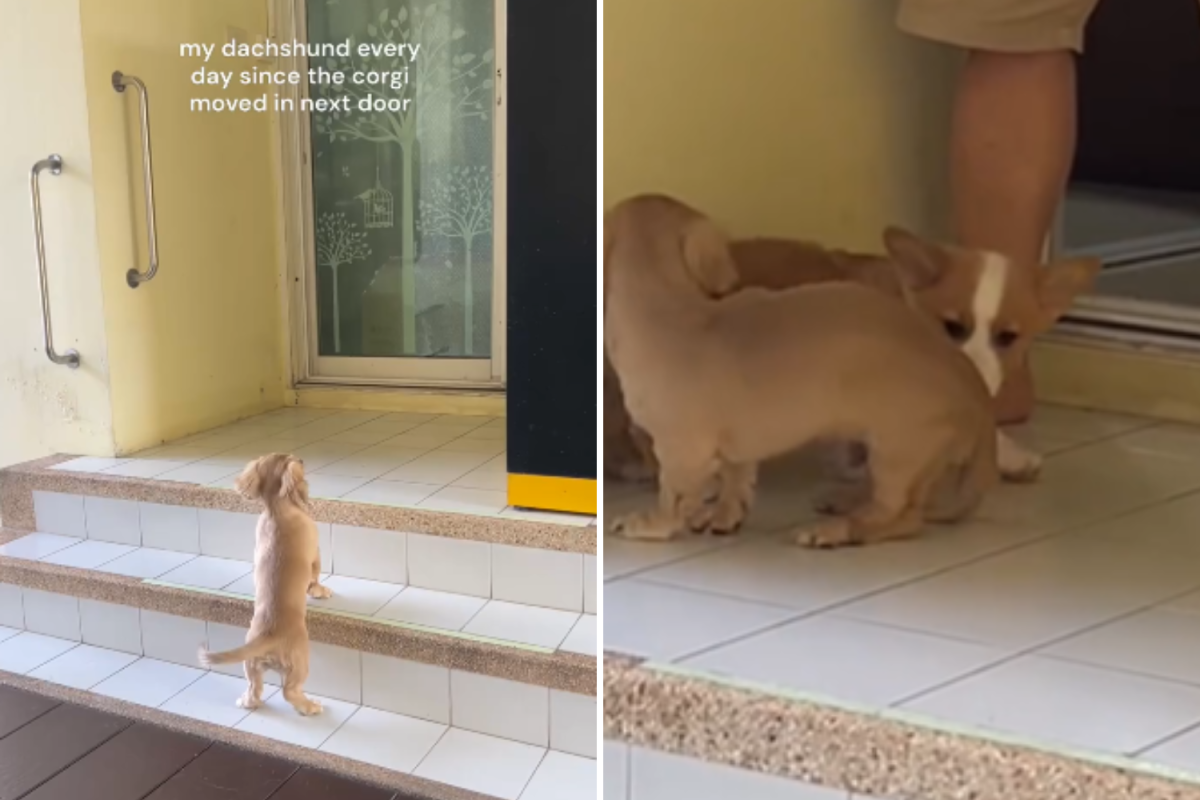 Pawsitively Adorable: Dachshund and Corgi Form Unbreakable Bond