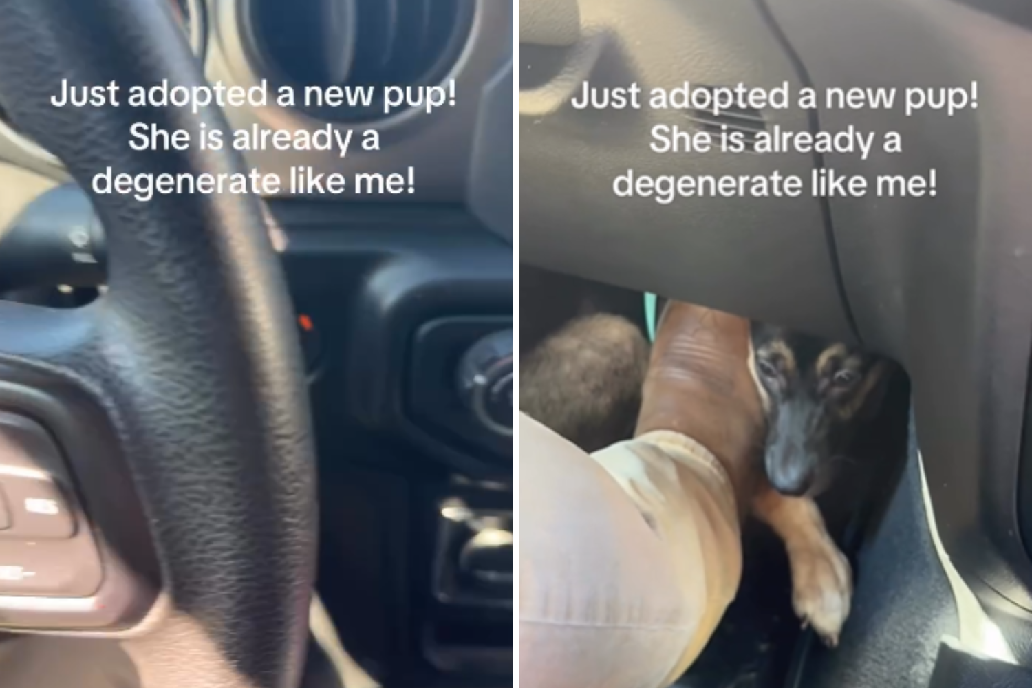 Man adopts German Shepherd puppy—then car ride home takes a wild turn