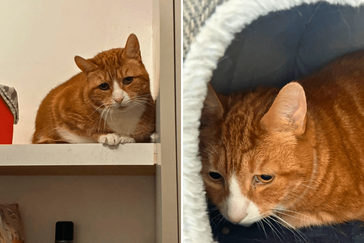 Tears as Rescue Shares Face of 11-Year-Old Cat Struggling in Foster Care