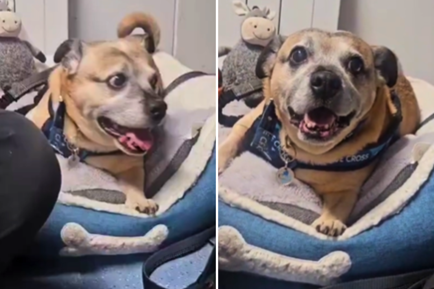 Shelter's Oldest Dog Still Smiling, Unaware Life Is About to Change Forever