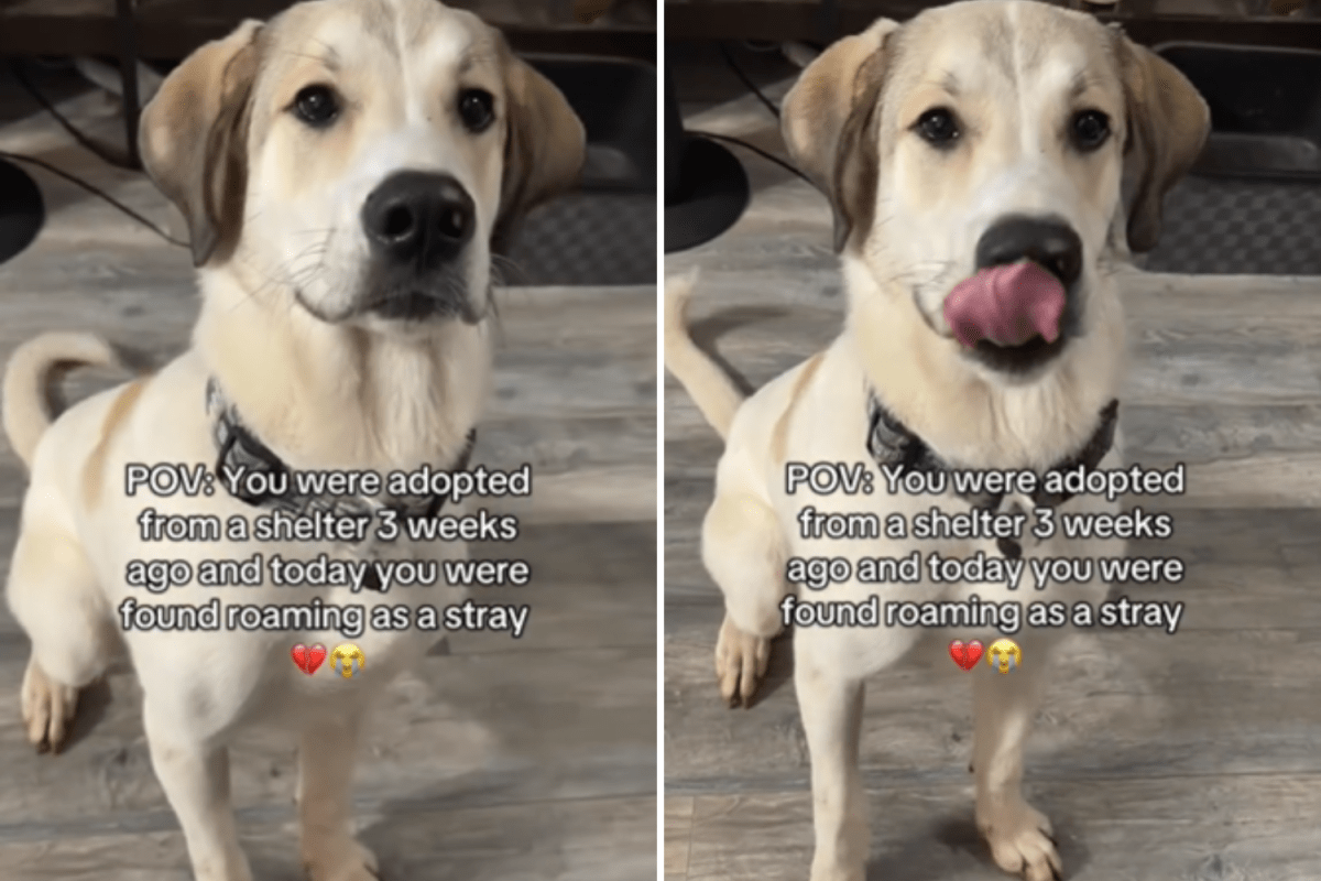 Cachorro encontrado perdido 2 semanas após adoção – mídia social oferece pistas