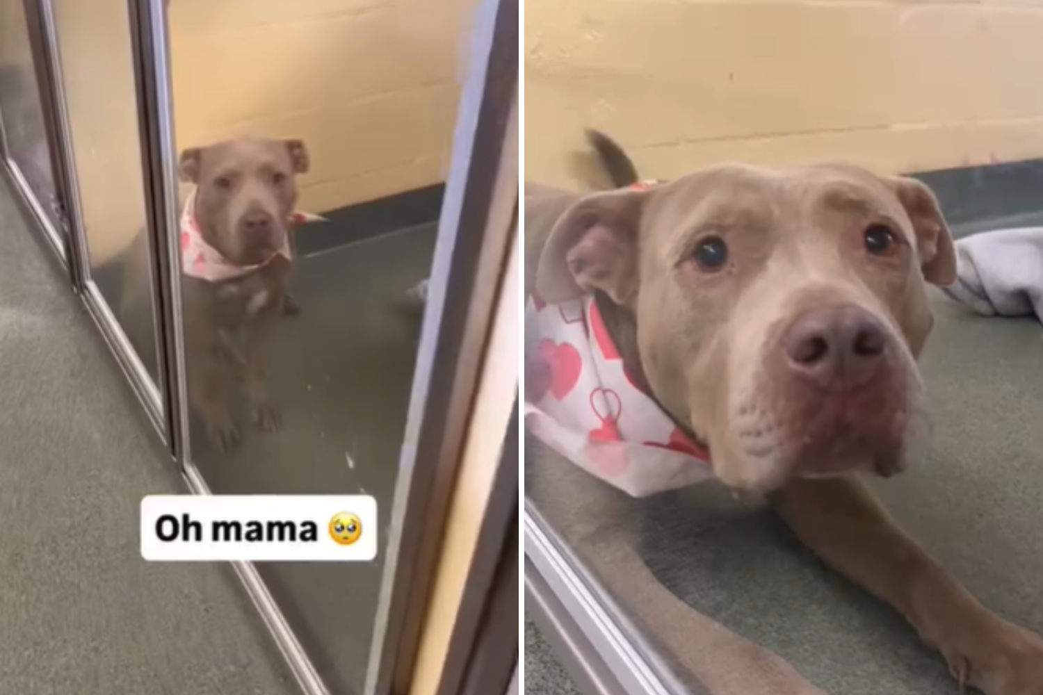 Heartbreak As ‘Pint Size’ Dog Used for Breeding Now Waits Alone in Shelter
