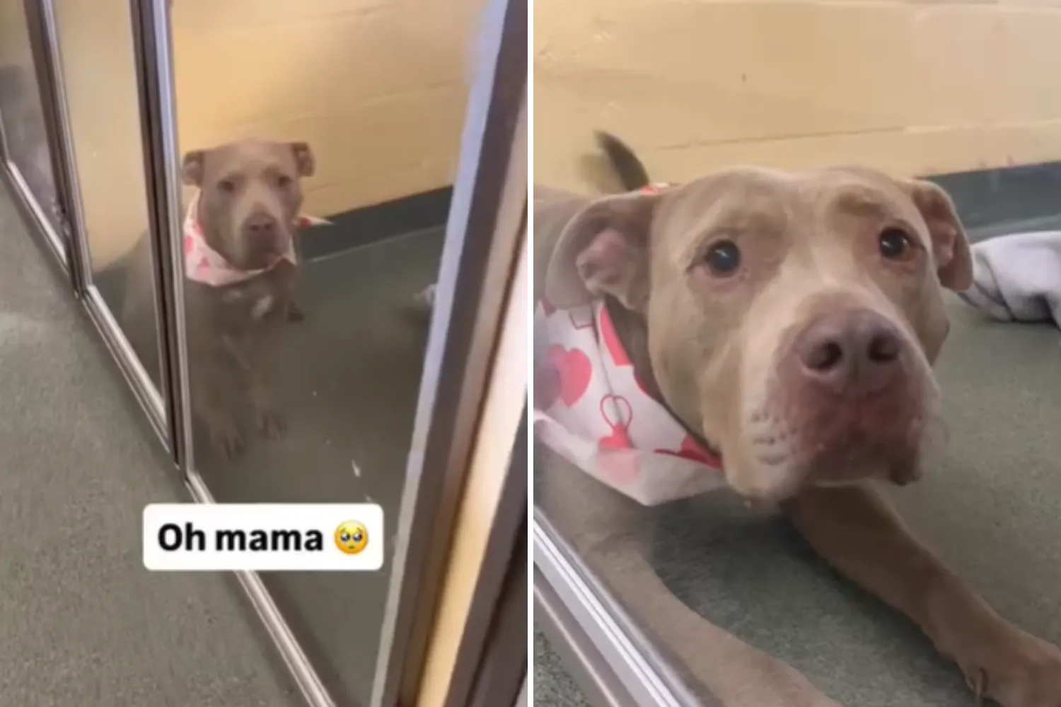 Curated visual reference: Fresh Look at Heartbreak As Pint Size Dog Used For Breeding Now Waits