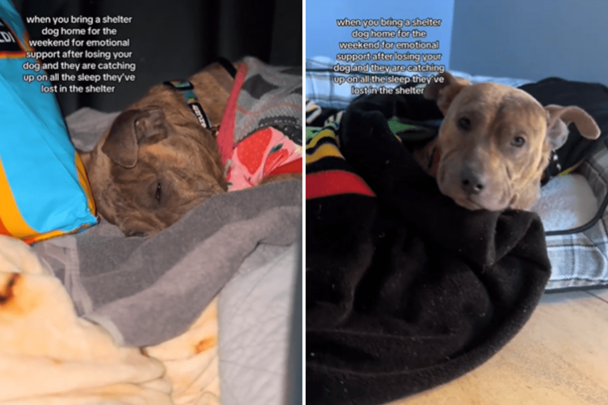 Shelter dog gets weekend break with foster carer—what he does breaks hearts