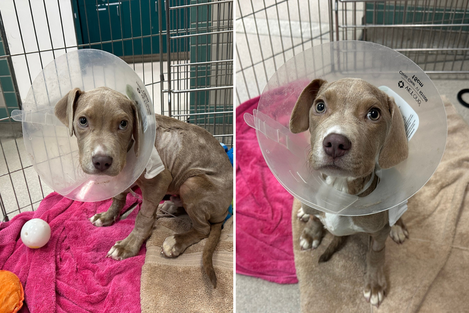 Vets Couldn't Work Out Why Puppy Was So Sick—Then Found a Corn Cob