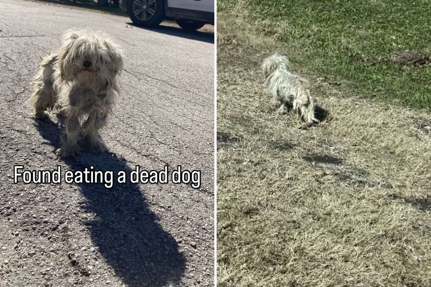 Horror As Abandoned Pup Found Eating Remains of Another Dog To Survive