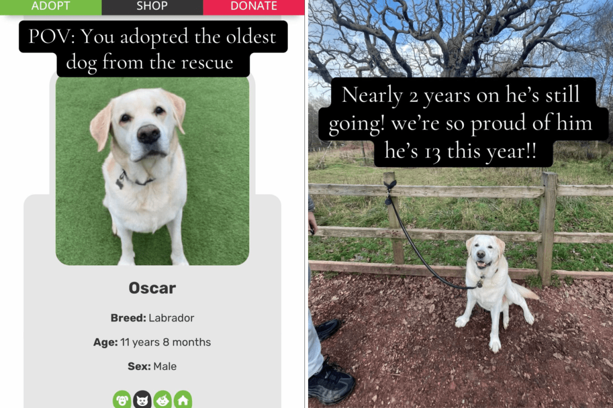 Owner Adopts Shelter’s Oldest Dog—Then Realizes Something Two Years Later