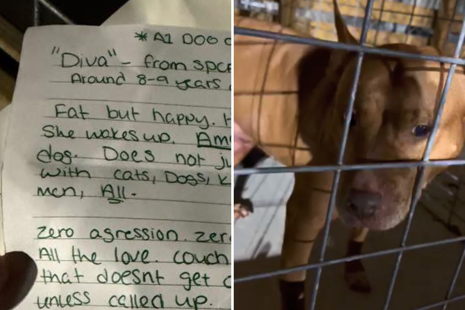 Staff Find Dog Left With Note at Shelter—What It Reveals 'Broke' Them