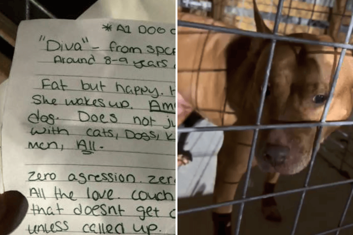 Staff Find Dog Left With Note at Shelter—What It Reveals ‘Broke’ Them ...