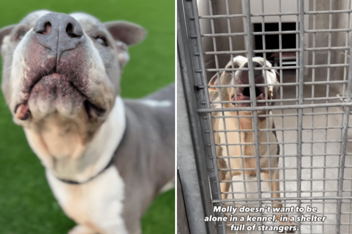 Heartbreak as 14-year-old dog surrendered to shelter for "tragic" reason