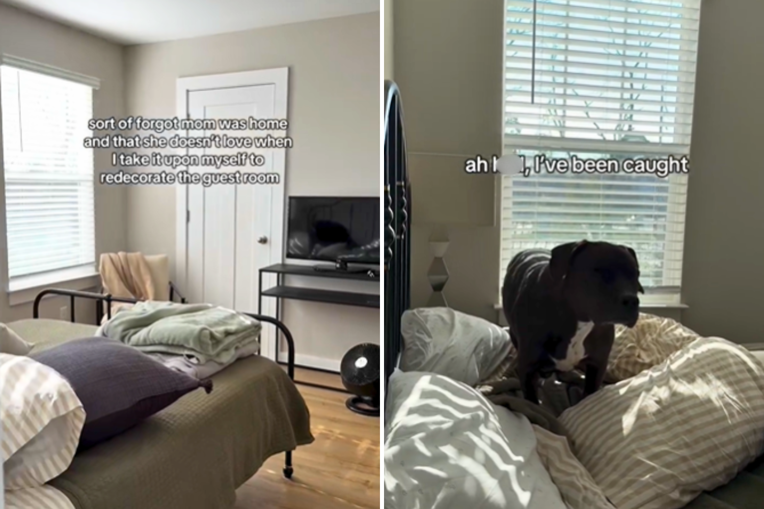 Dog Thinks Nobody Is Home, Owner Not Prepared for What She Finds Him Doing