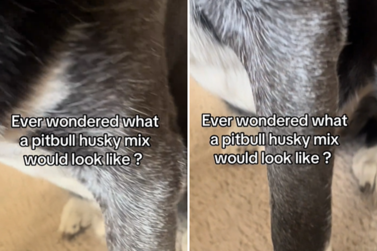 People Can’t Cope With ‘Pitskie’ After Husky and Pit Bull Have Puppy