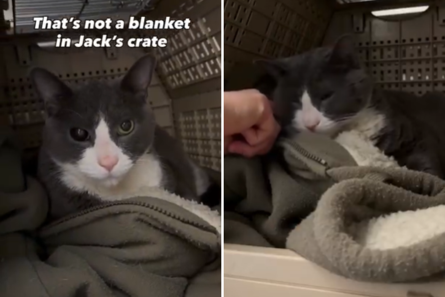 Cat Arrives at Shelter, Staff Heartbroken When They See What’s in His Cage