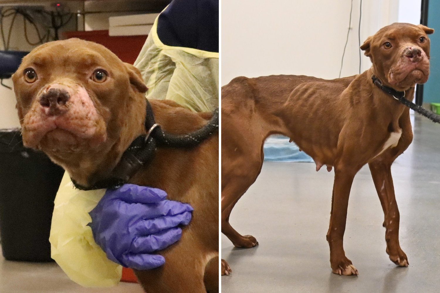 Abused 'Bait Dog' Rescued From Fighting Ring Stuns Staff With Her Kindness