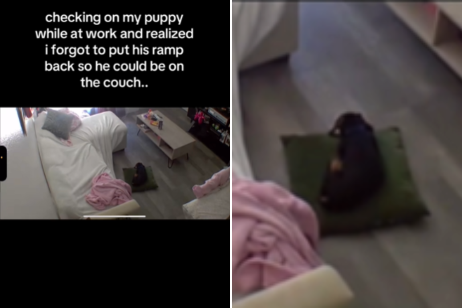 Woman Checks on Dog via Pet Cam, Horror as She Realizes What She ‘Forgot’