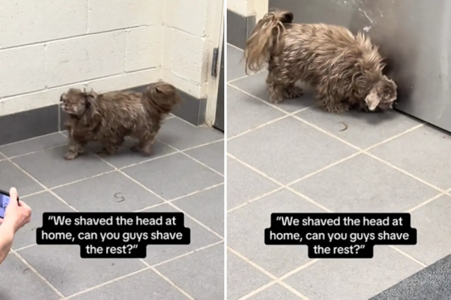 Groomers Not Prepared for How Dog Arrives After Owner Attempts DIY Cut